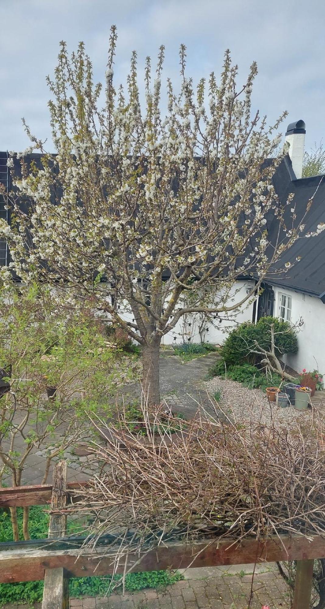 Bjerred B&B Bjärred Exterior foto
